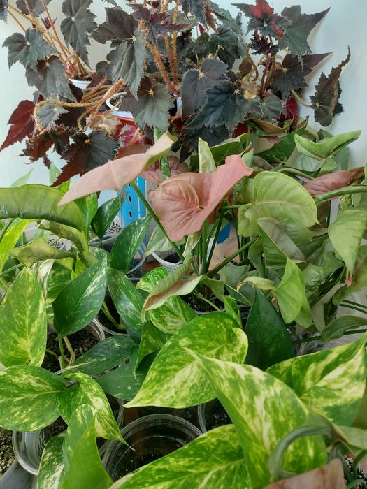 Квіти на обмін у Харкові