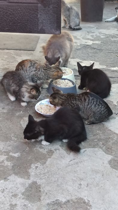 Коти і 1 кішка жруть все підряд