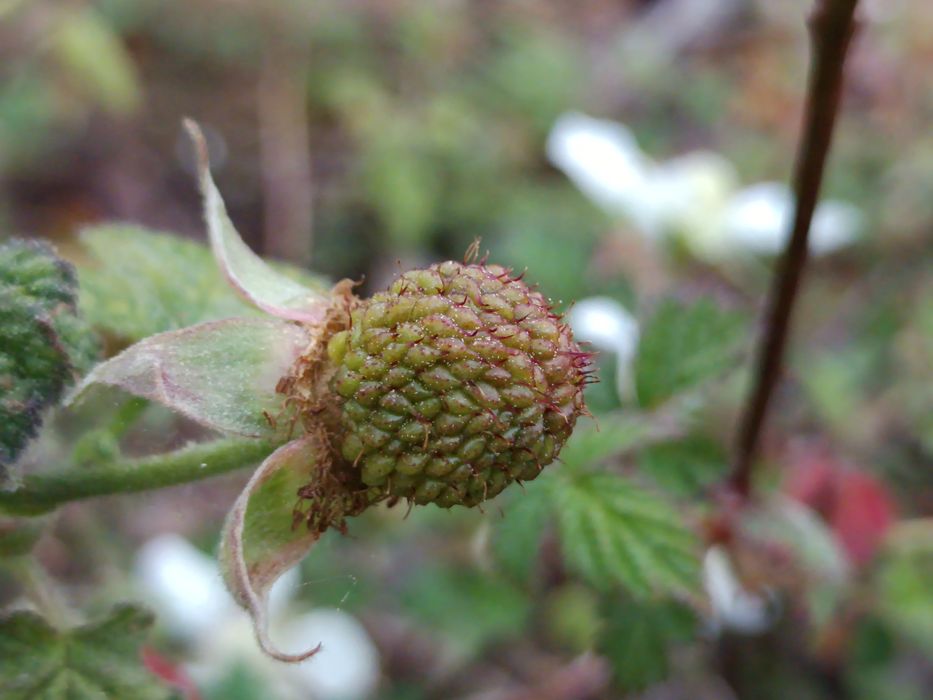 Framboesa Chinesa - Rubus Hirsutus
