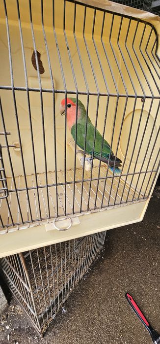 Agapornis rosicollir