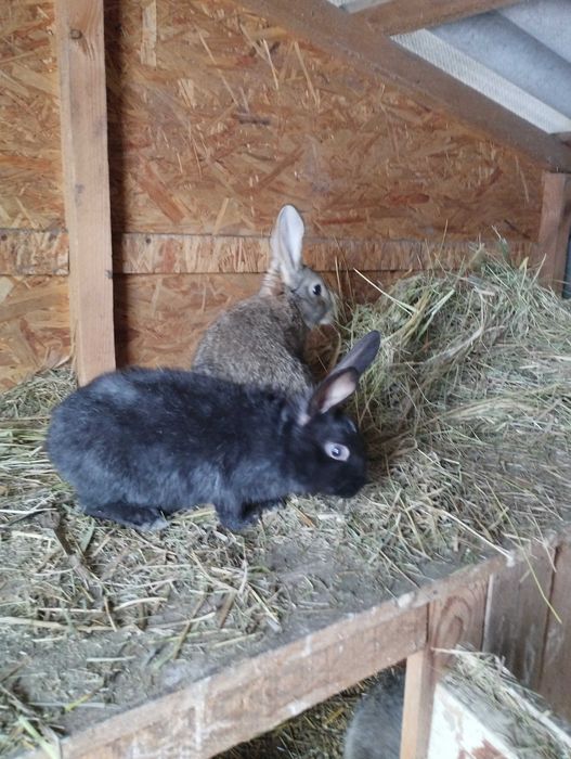 Продам кроликов . Возраст от 1,5 месяцев до 2 х.