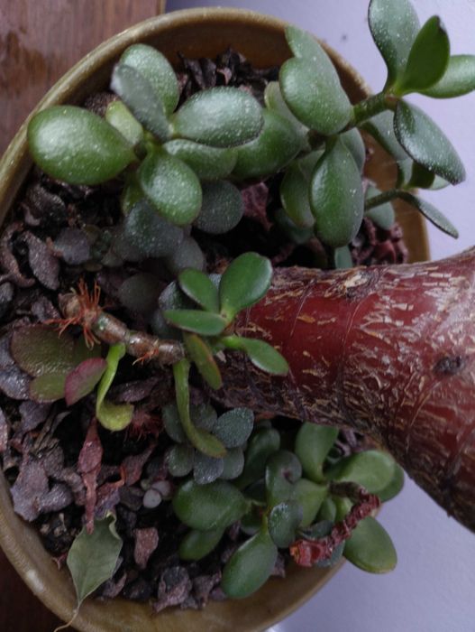 Грошове дерево, толстянка