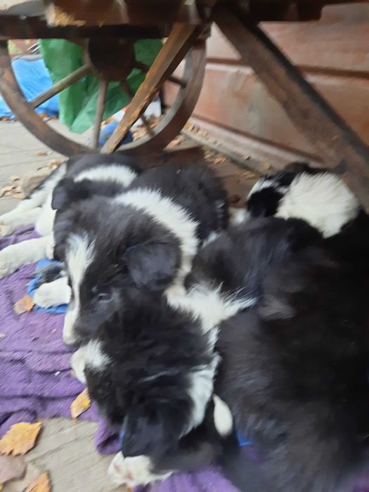 Border collie z gospodarstwa