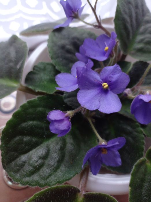 Продам домашнюю фиалку (синие цветочки)