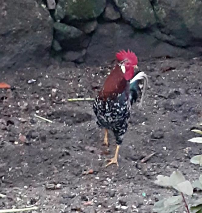 Casal leghorn tricolour / 1 macho