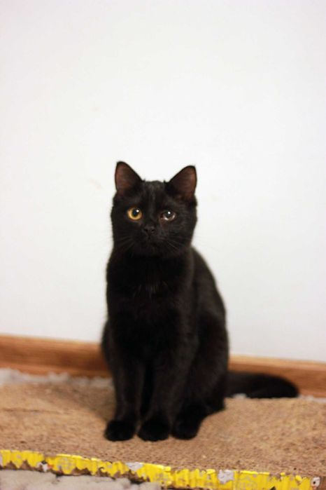 Mila szuka wspólnego domu z Milką! Fundacja "Stawiamy na Łapy"