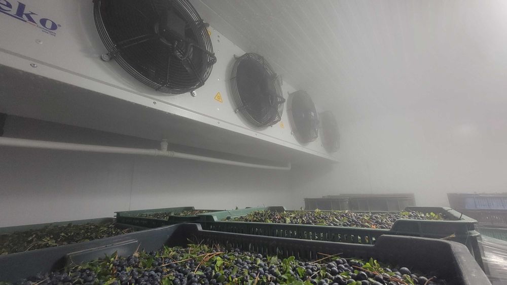 Холодильна камера зберігання ягоди полуниці Житомир Олевск bitzer