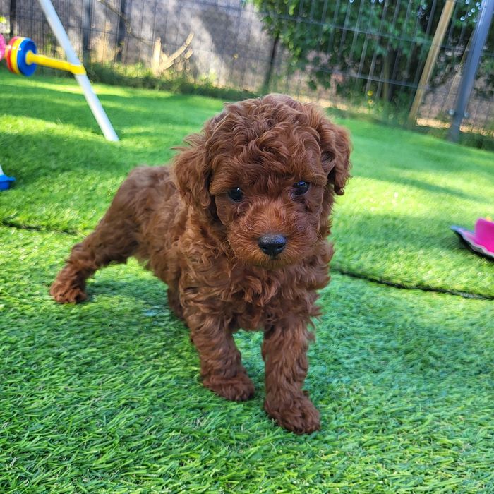 Pudel toy,red, szczenie