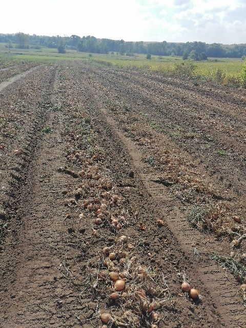 Cebula worek 10 kilo wysyłka inpost prosto od rolnika wysyłka inpost