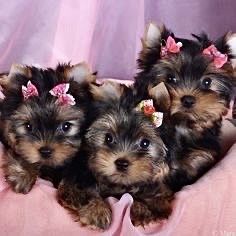 Щенки Йорки мальчик и девочка