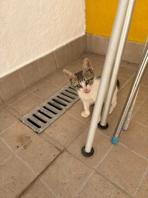 Gatinha para adoção!