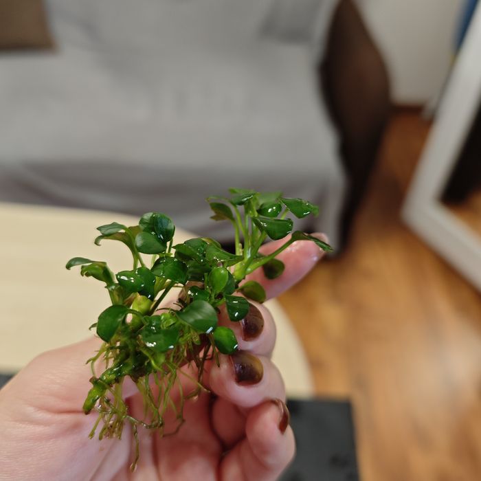 Anubias mini sadzonki