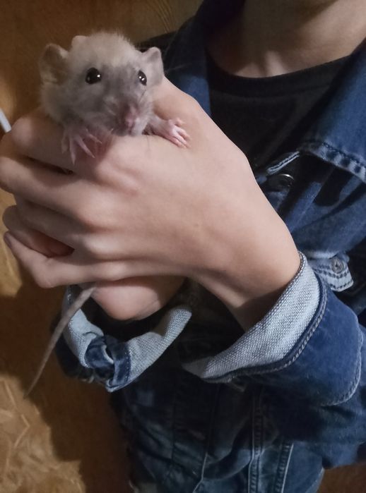 Декоративная крыса