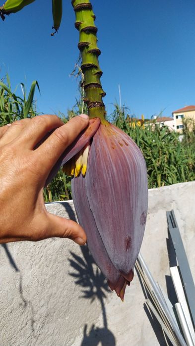 Bananeira Umbigo,  Coração