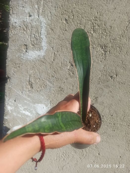 Сансевієрії Індонезія і Голандські