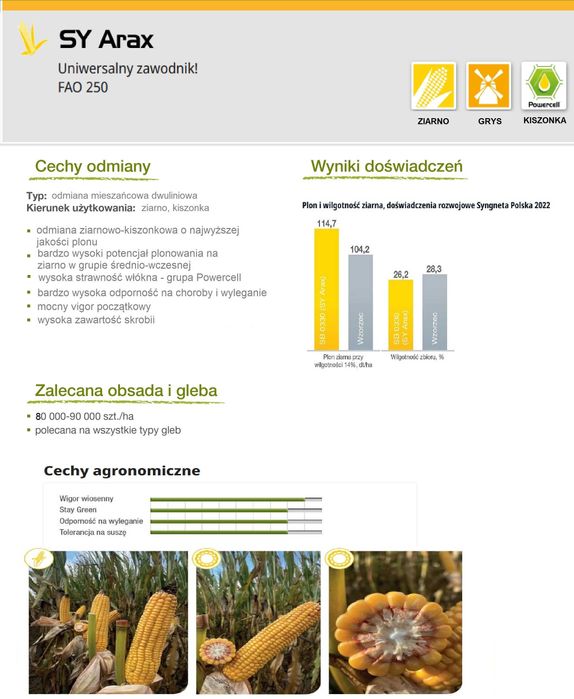 Kukurydza na ziarno Sengenta SY Arax FAO 250