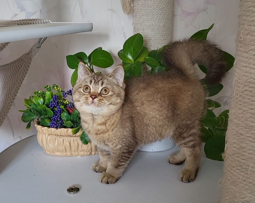 Братик та сестричка !