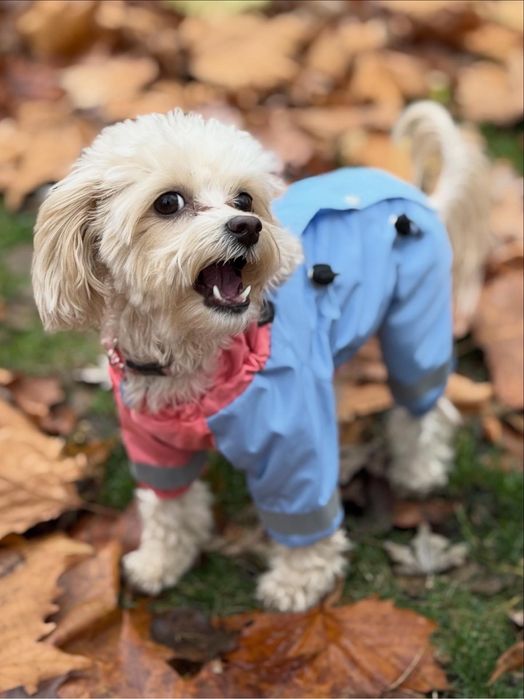 Одяг для собак всіх розмірів