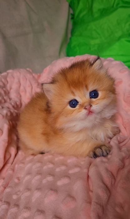 Миленькие котодети. Котята золотая шиншилла.