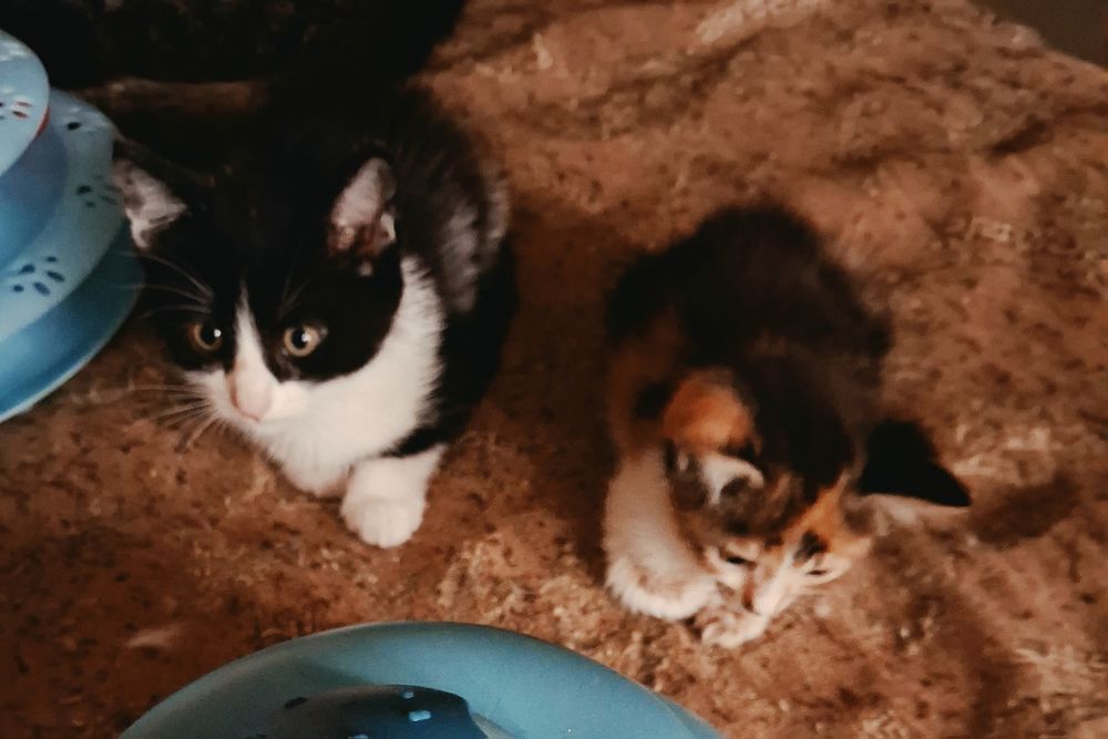 Котята, коты и кошки бесплатно