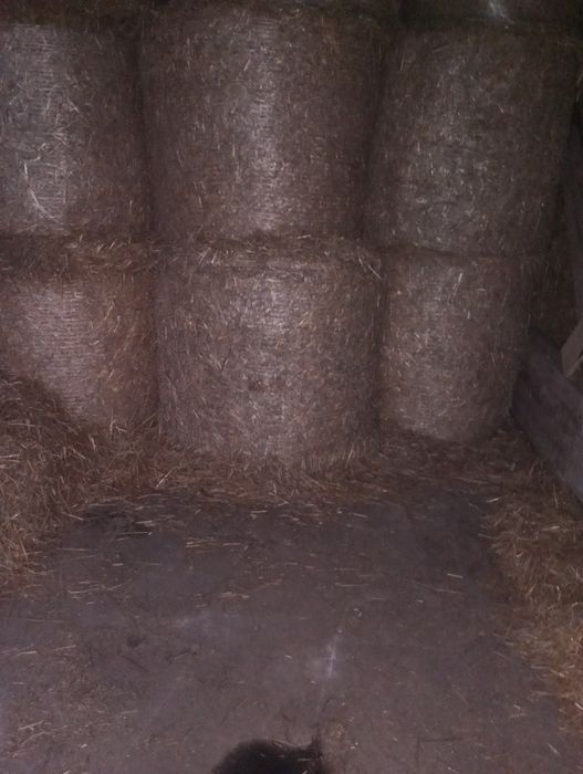 Słoma pszezytnia i owies