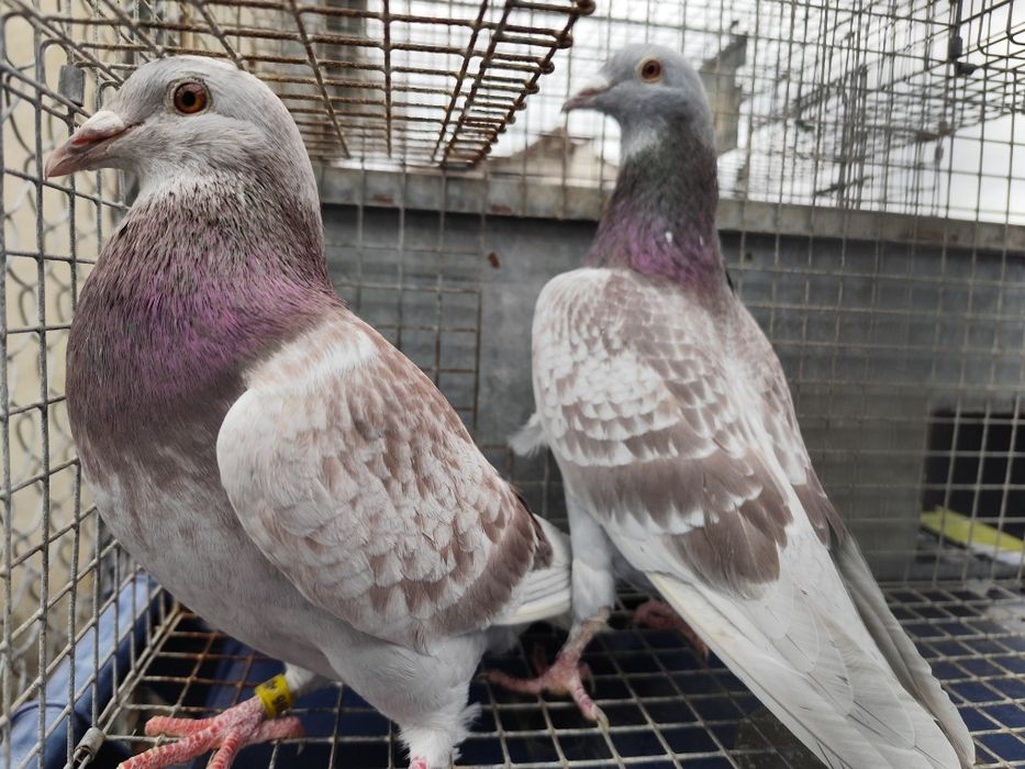 gołębie Vos 94, Vandenabeele, Szymle pałki