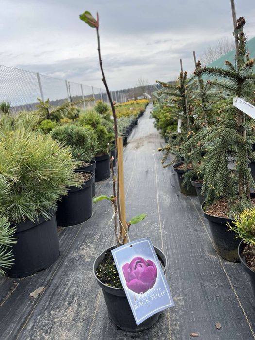 Магнолія Блек Тюліп (Black Tulip)