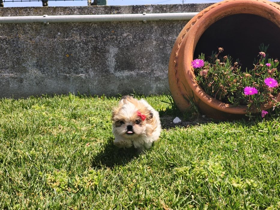 Shih-tzu linda fêmea