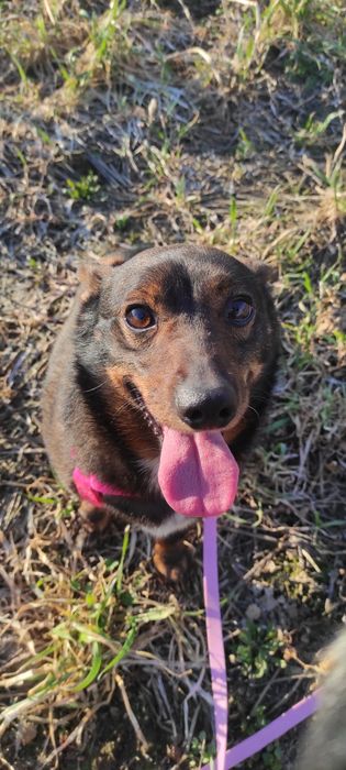 Fafik 7kg mały piesek