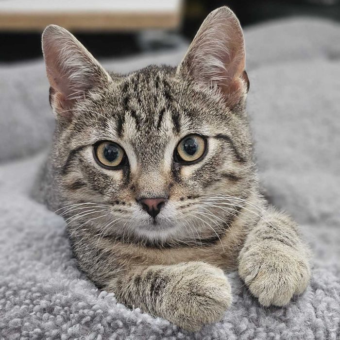 Alex, rezolutny młodzieniec do adopcji