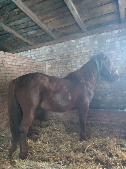 Кінь жеребна кобила