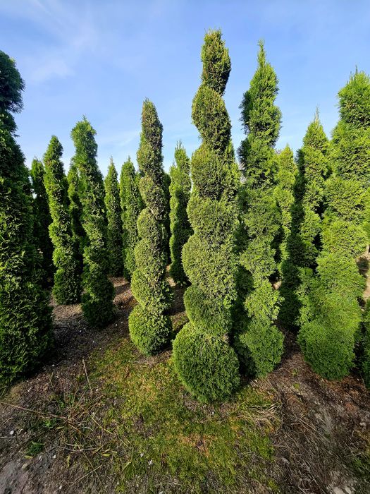 Szmaragd Thuja Formowane LIKWIDACJA PLANTACJI