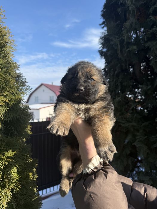 Німецька вівчарка бронь