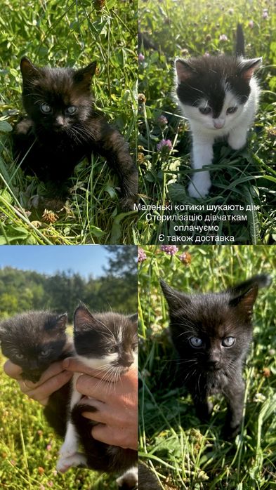 Кошенята, котики