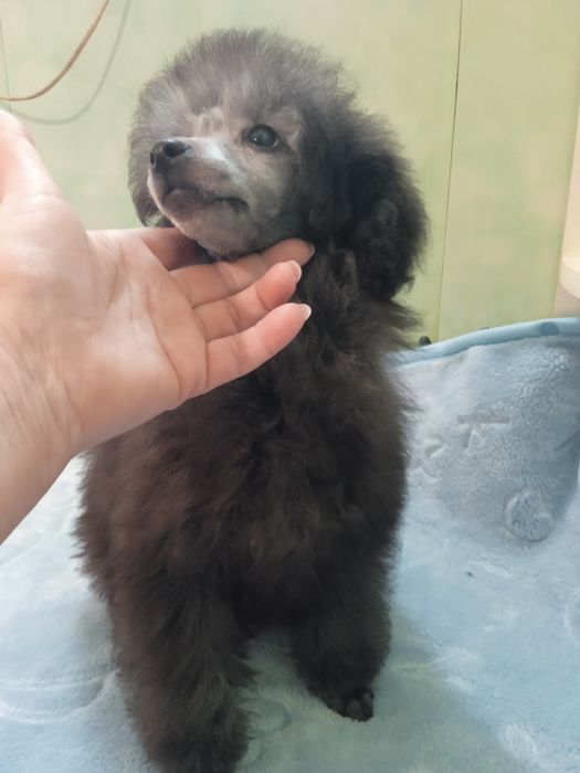 Девочка серебро миниатюра