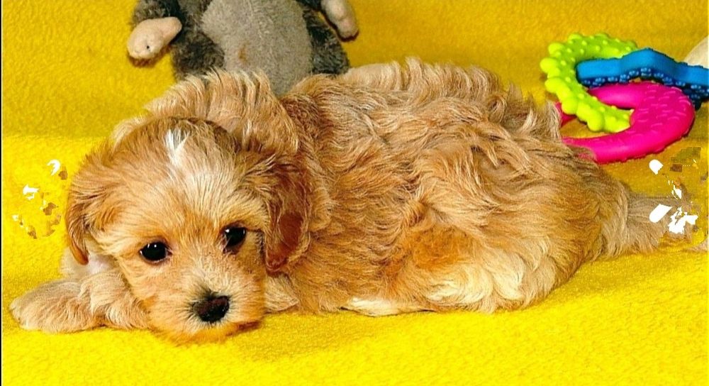 Мальтипу ф-1 професійне розведення