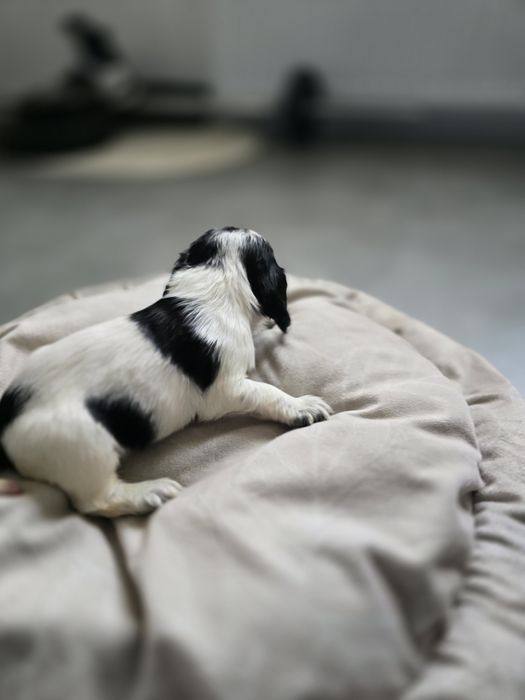 Suczka cocker spaniel angielski