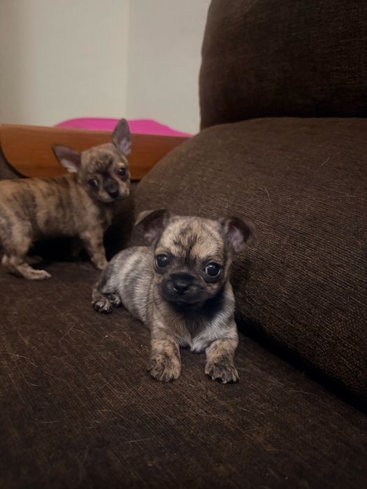 Chihuahua malhadinho macho