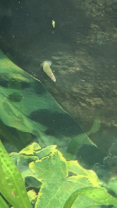 Продам равлика -  Меланія (Melania)