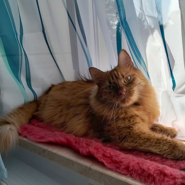 Oddam kota w dobre ręce