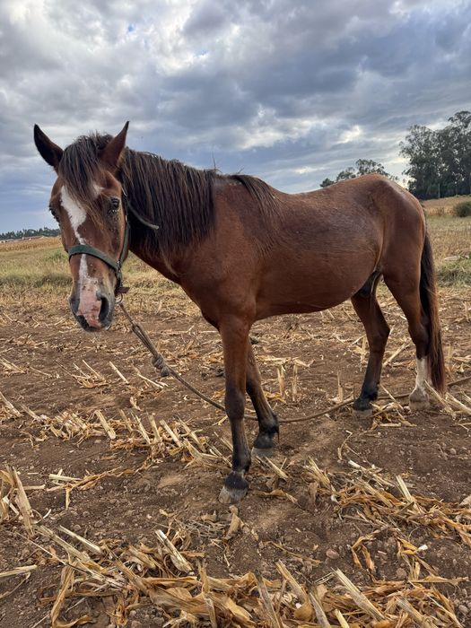 Cavalo montado e engatado