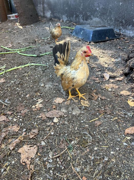 Galinha Serama pra mudar de capoeira