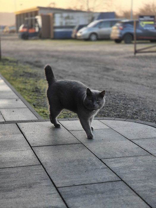 Kotek brytyjski do adopcji