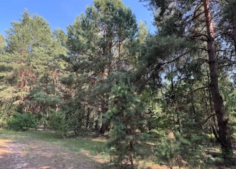 Мальовнича ділянка біля лісу