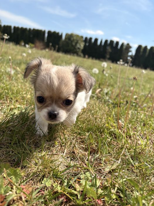 Chihuahua długowłosa – suczka, biało-łaciata.