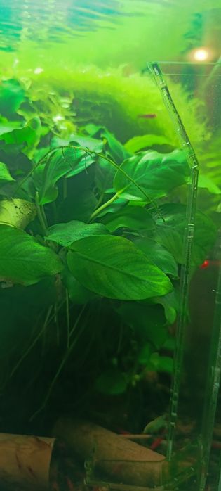 Anubias barteri średni