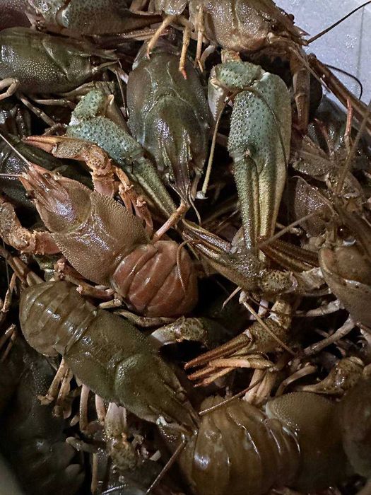 Raki błotne do Oczka WYSYŁKA 45szt (samice+samce) Świadectwo zdr. PIW