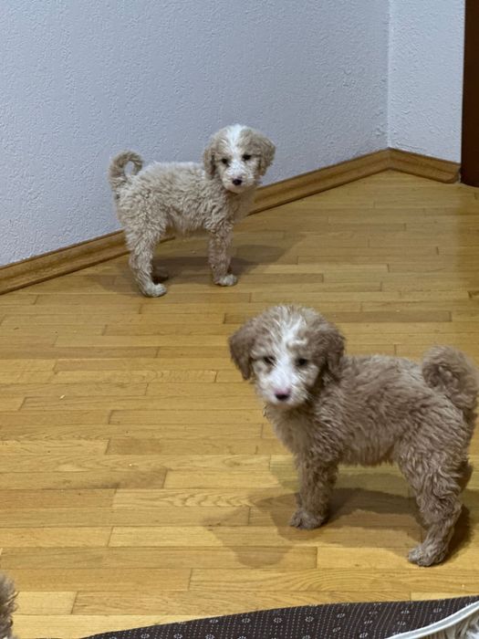 Лабродудль гігантський філіпінський пудель