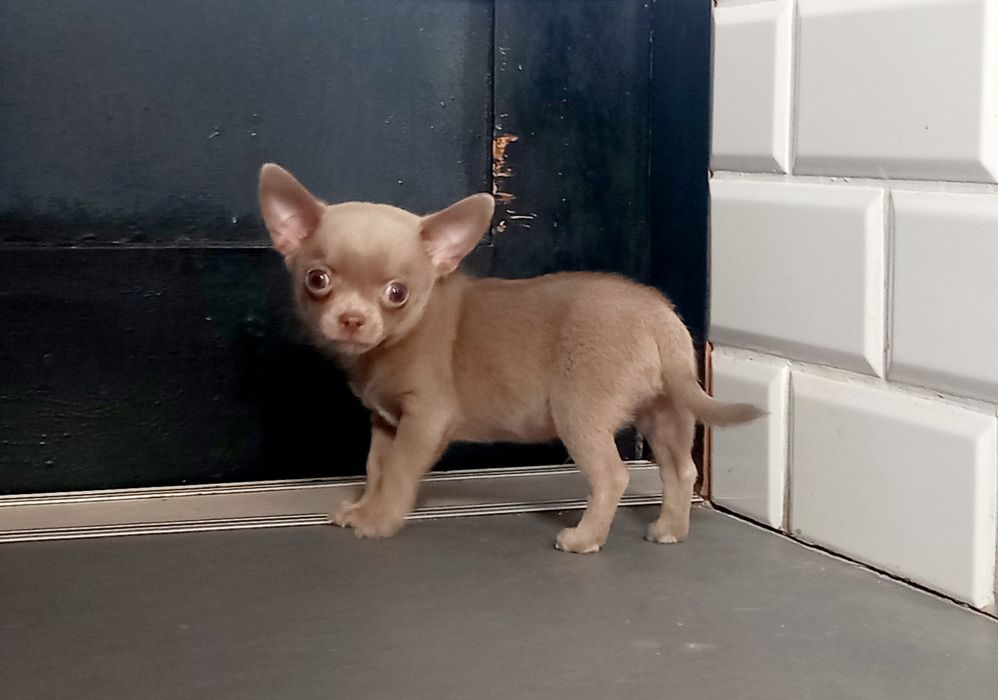 Chihuahua samiec liliowy krótkowłosa