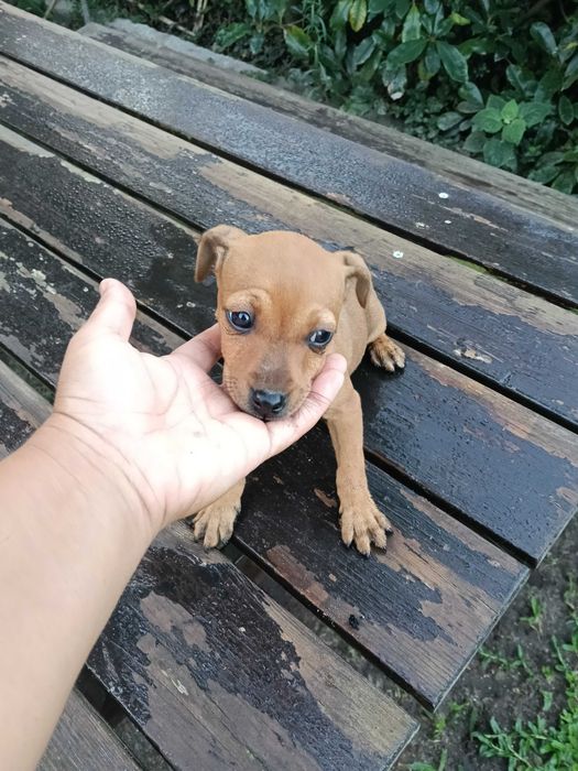 Pinscher  fêmea linda